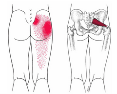 TURQEZRA Piriformis Stretcher Sciatica Pain in Hip & Butt - 14 Trigger  Points Massage Release Tight Psoas, Lower Back, Deep Glute, SI Joint,  Pelvic