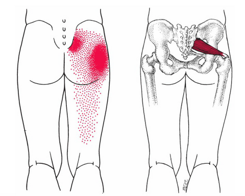 Piriformis Syndrome Test Muscle