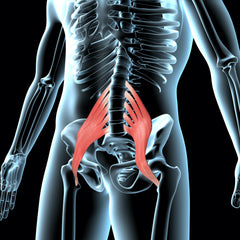 Psoas Muscle Pain Anatomy