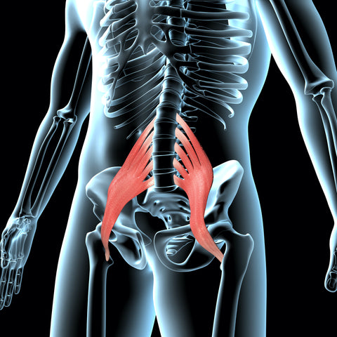 hip flexor muscles diagram