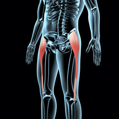 Foam Roll TFL Muscle - Anatomy