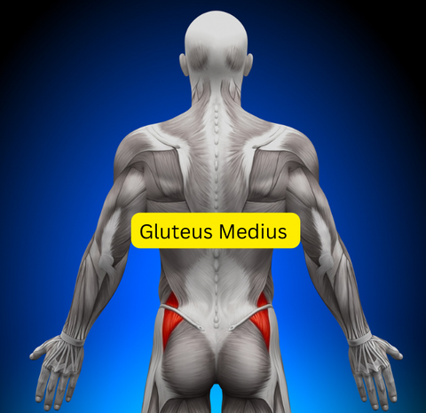 gluteus medius for butt massage