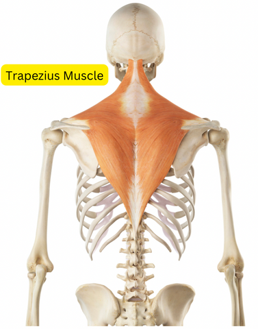 trapezius muscle for trapezius trigger points