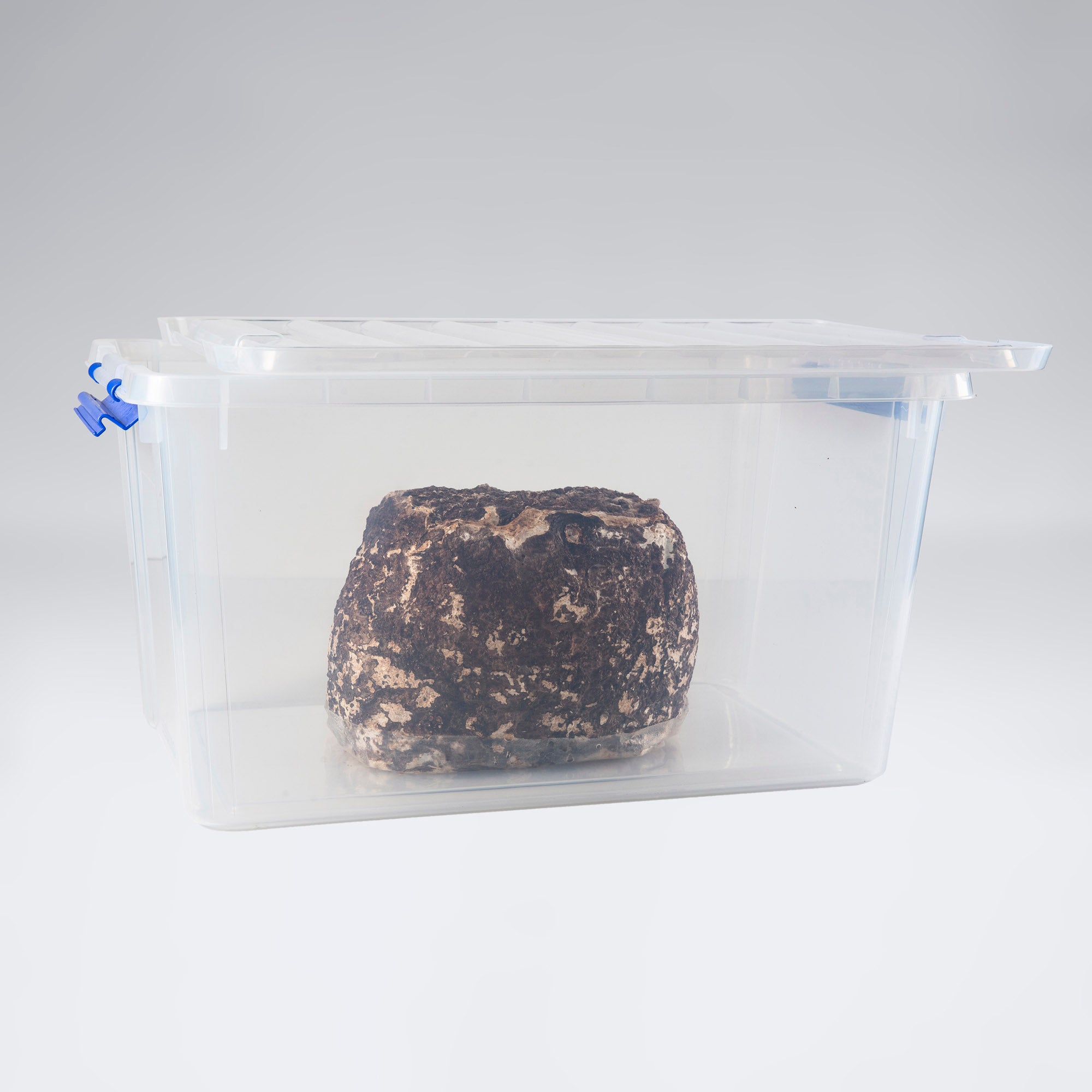 Shiitake Mushroom Grow Kit