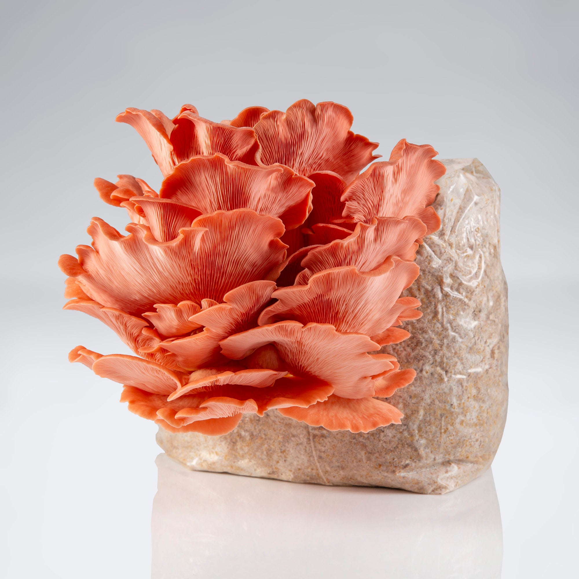 Pink Oyster Mushroom Grow Kit