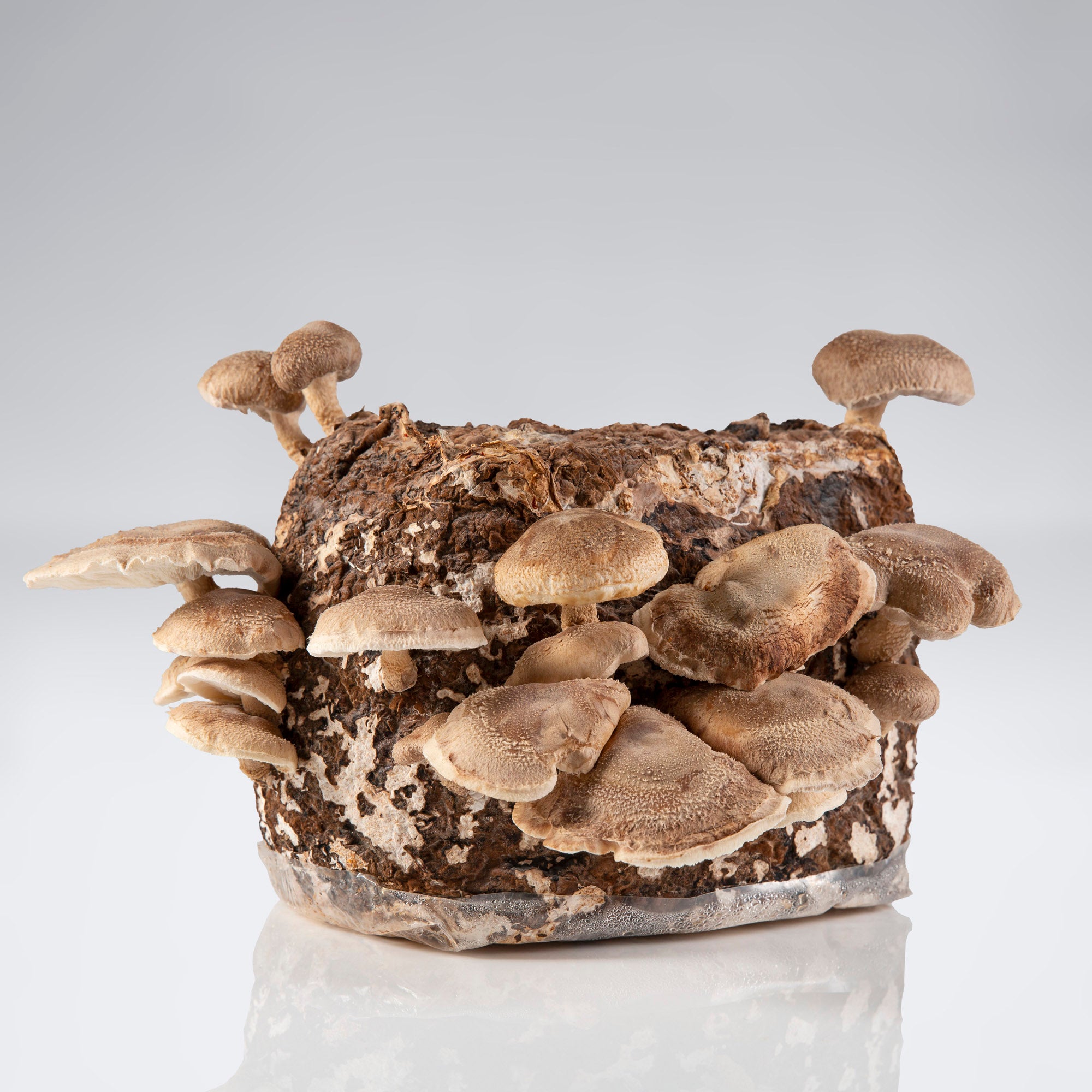 Shiitake Mushroom