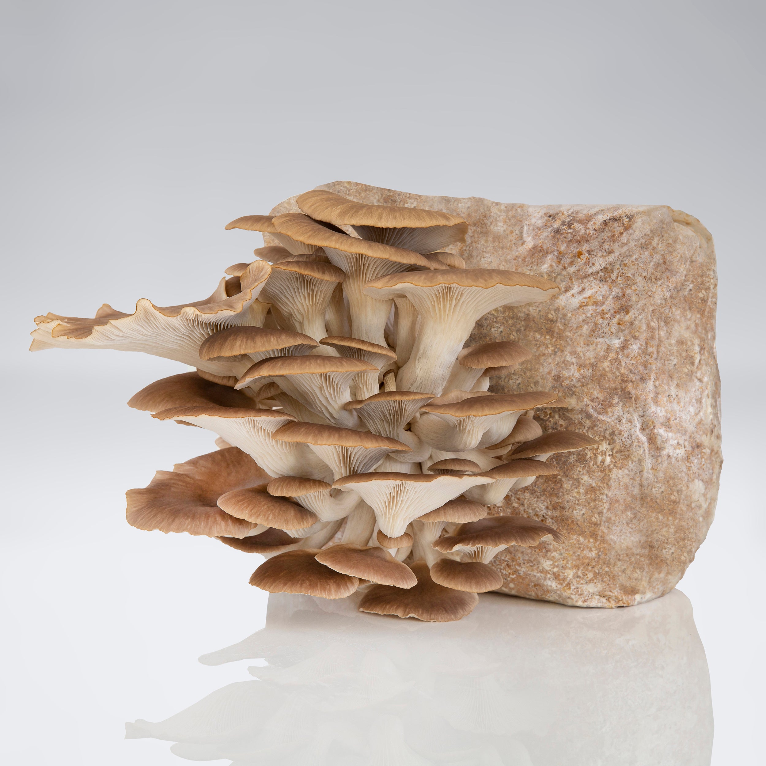 Pheonix Oyster Mushroom Grow Kit