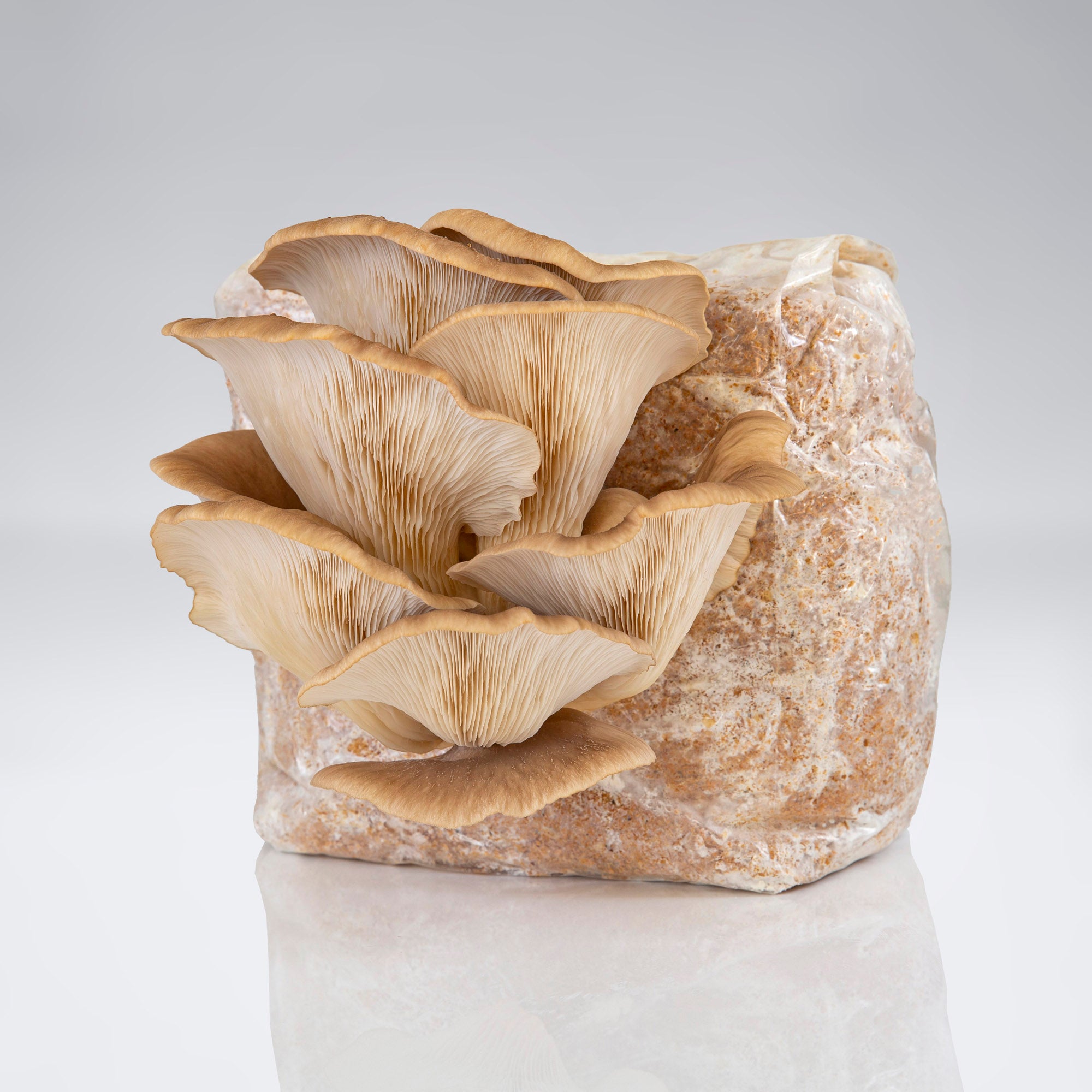Raglan Oyster Mushroom Kit