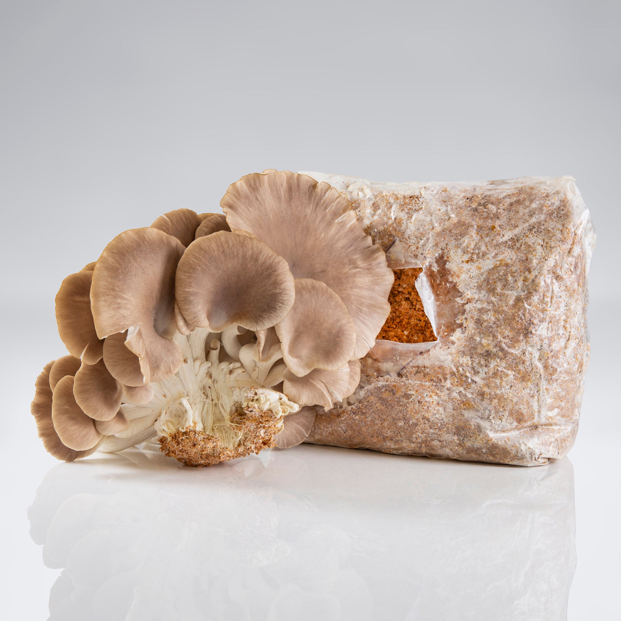 Pheonix Oyster Mushroom Harvest