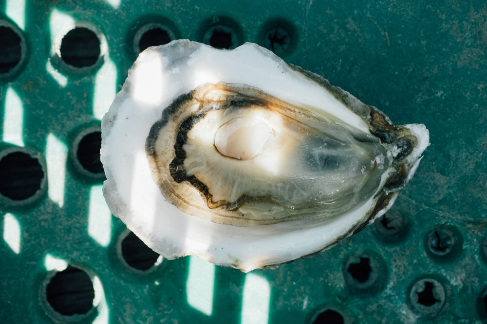 Jetty Rock Foundation Oysters - Farming, Recycling, Healing Our Waters