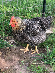 Arthur's Acres Rescued chicken