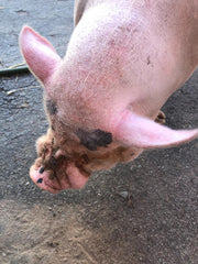 Arthur's Acres Animal Sanctuary Morty rescued pig