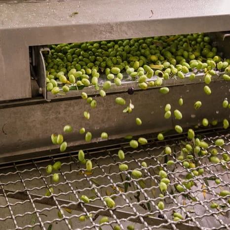 Olives passant dans une machine de tri