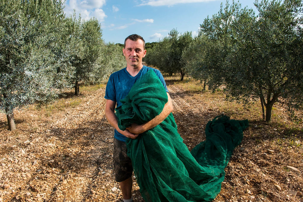 Agriculteur pose devant son champ d'olivier