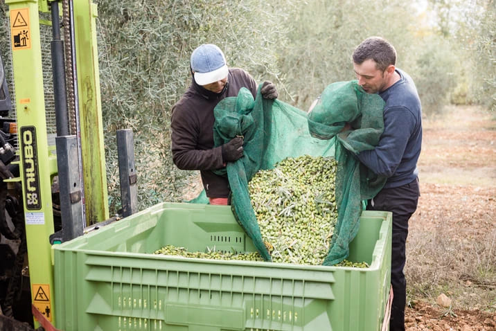 Deux agriculteurs déversent les olives récoltées dans une grande caisse