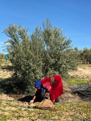 Femme voilée récoltant des olives sous un olivier 