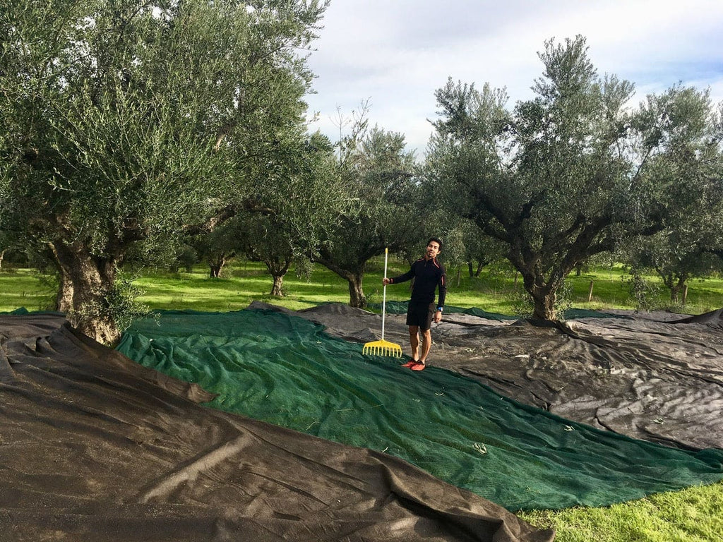 Champ d'olivier avec bâche de récolte 