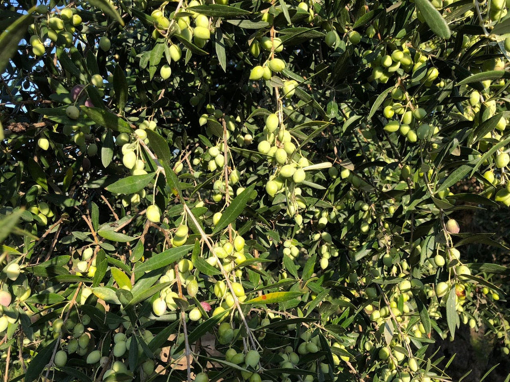 Plan moyen d'Olives et feuilles d'olivier 