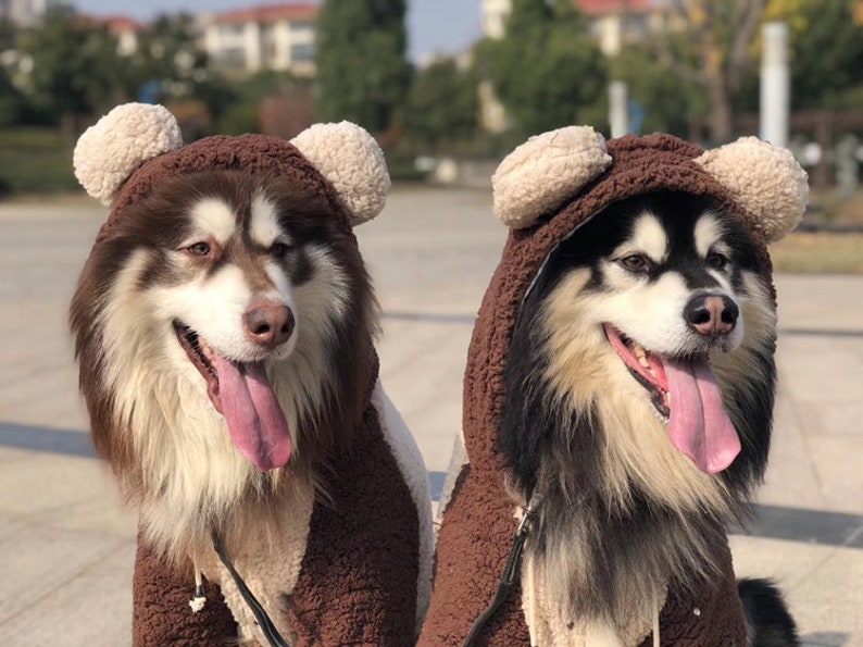 teddy bear dog hoodie