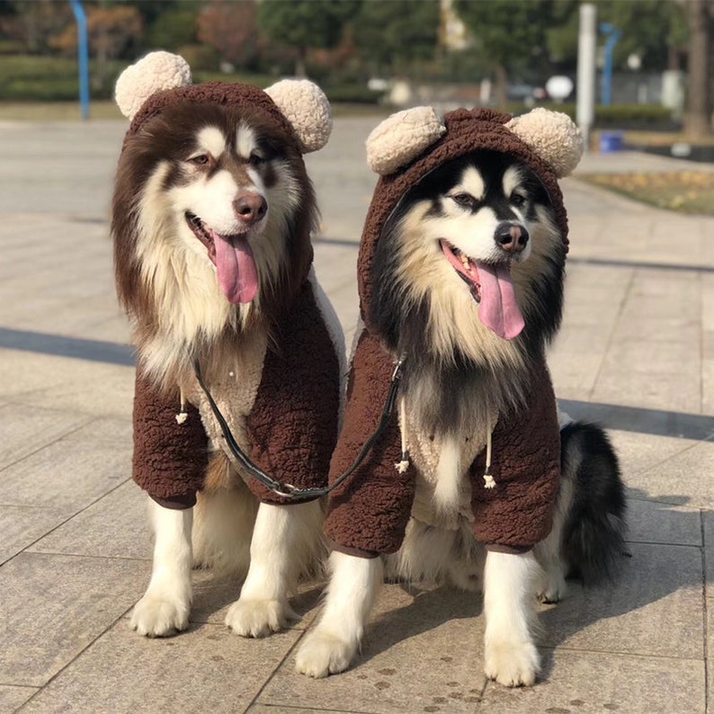 teddy bear dog hoodie