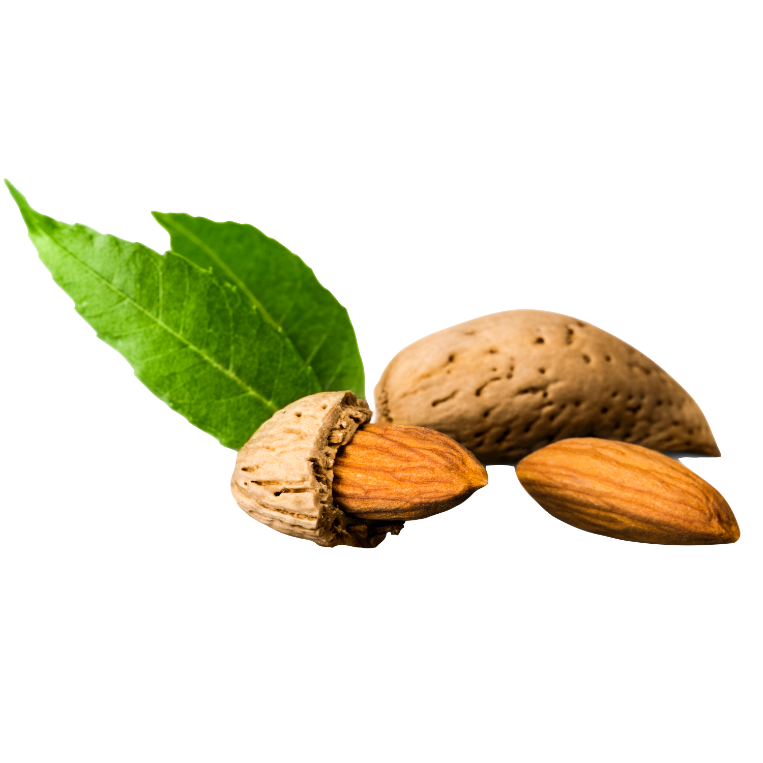 Almond seed Oil