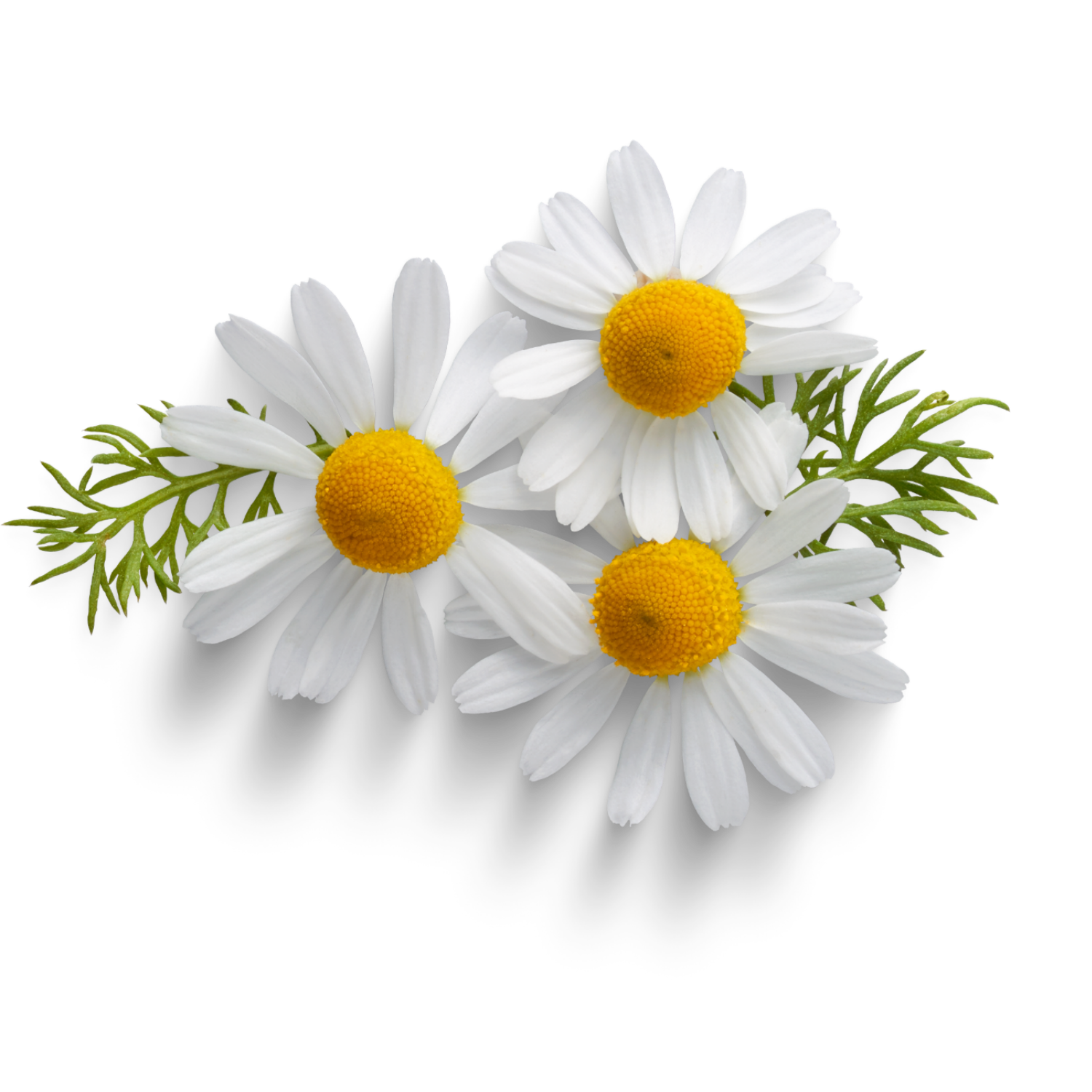 Chamomile