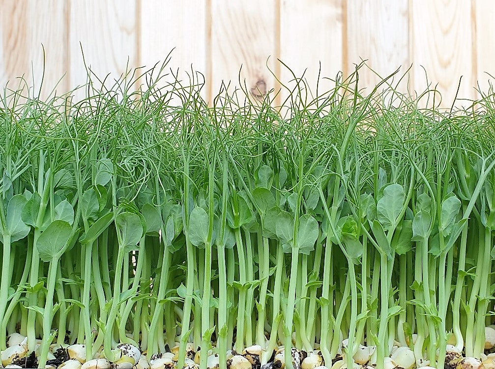 organic microgreens pea shoots - karma