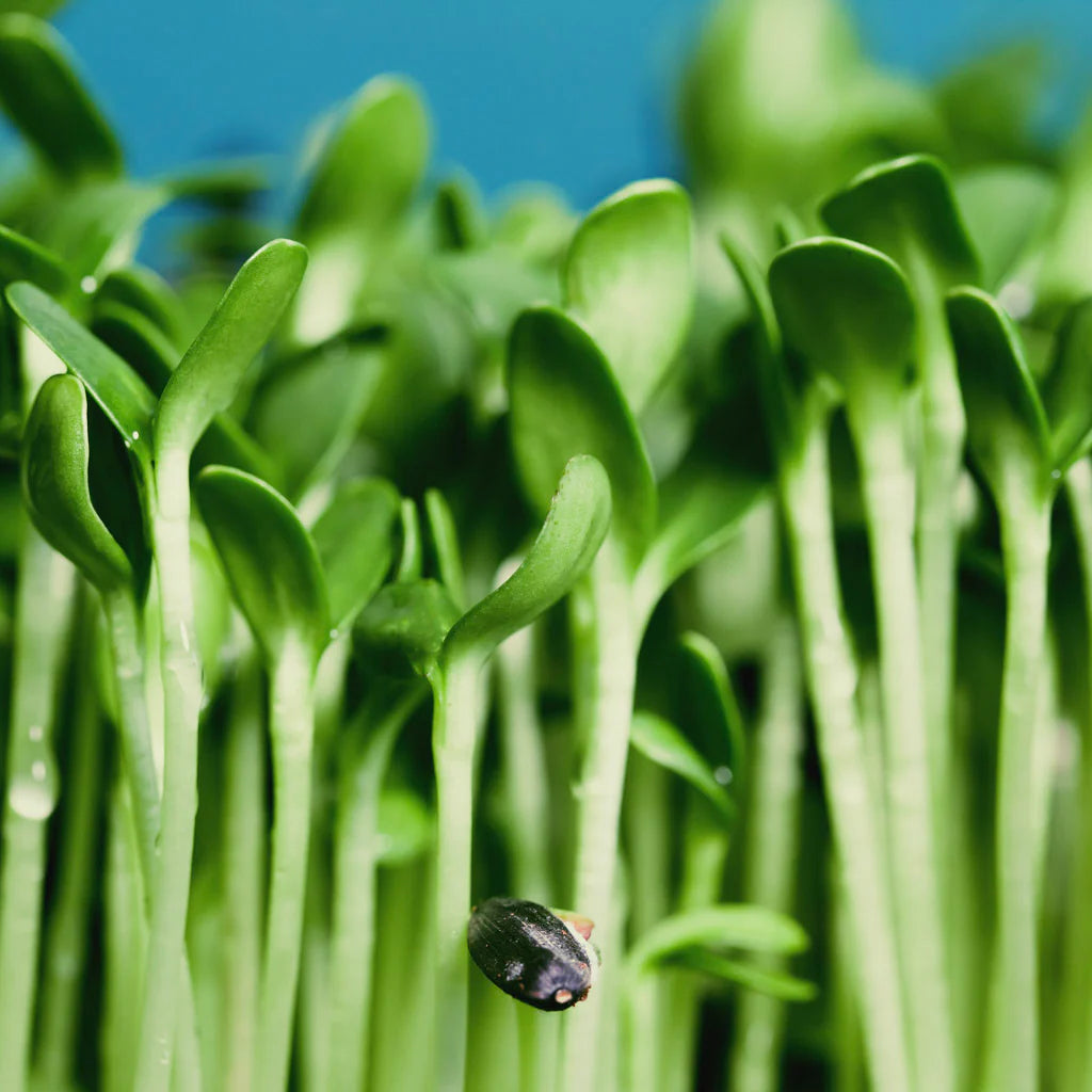 organic sunflower microgreens