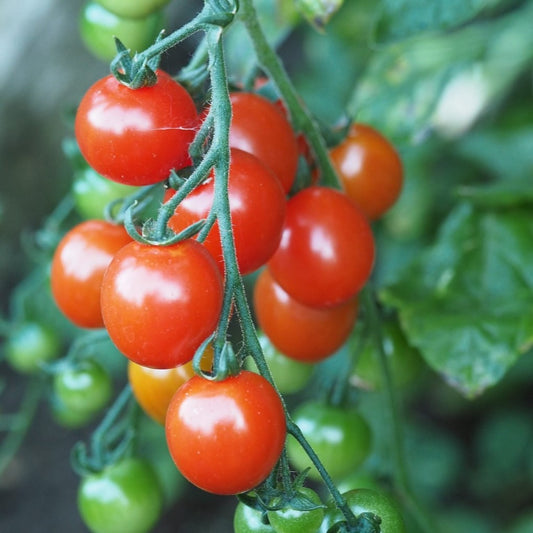 Tomato Gartenperle