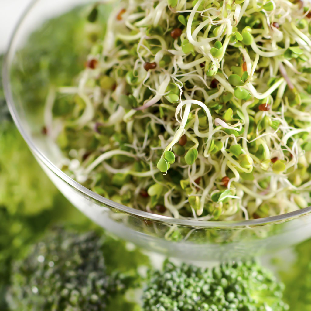 Broccoli sprouts