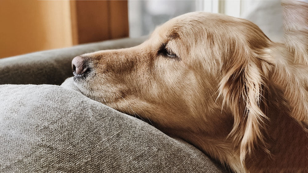 7 Tips To Help Your Dog Adjust to New and Changing Routines