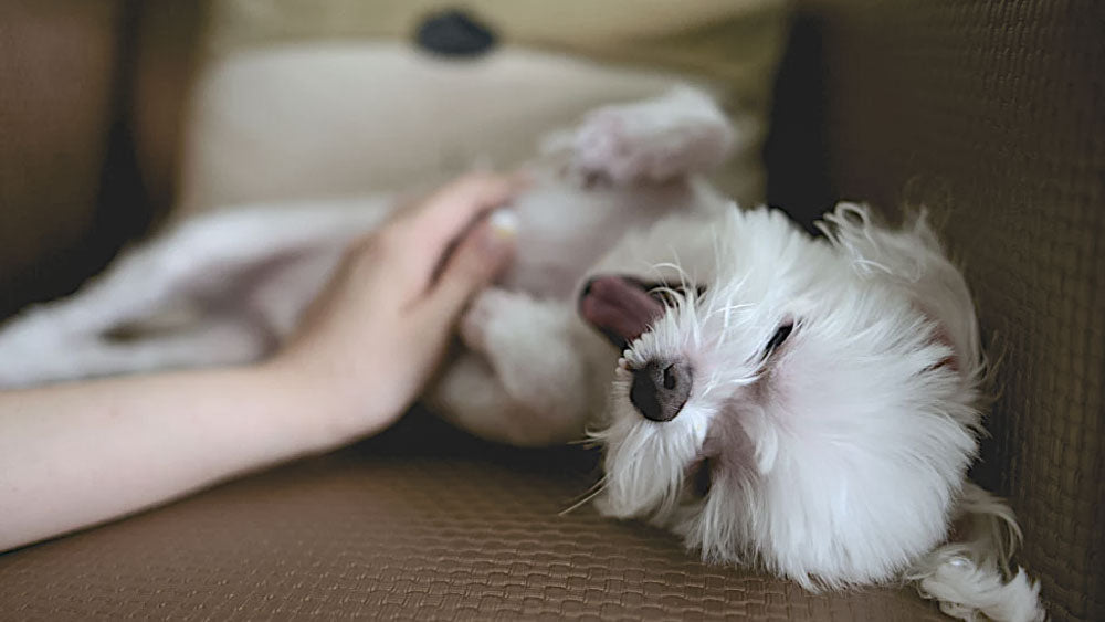 Benefits of Dog Massage Therapy