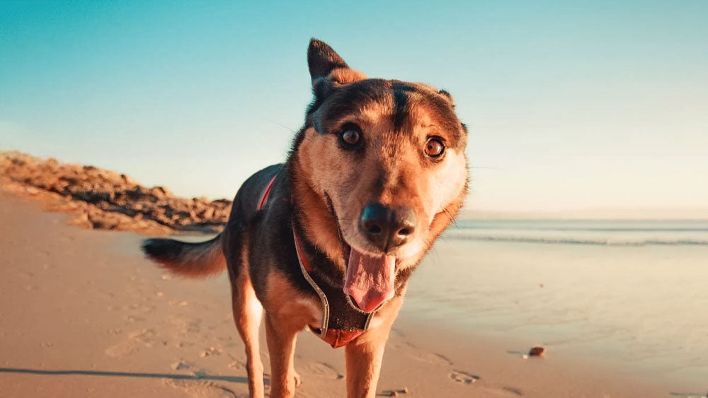 Coenzyme Q10 for Dogs Brain and Oral Health
