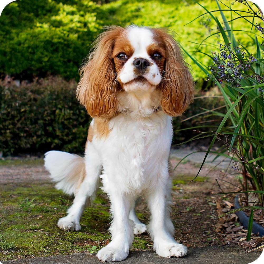 Cavalier King Charles Spaniel dog standing proudly in a bright green garden