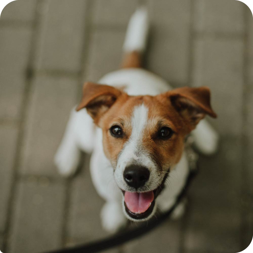 Jack Russell Terrier sitting on paved ground looking up at camera