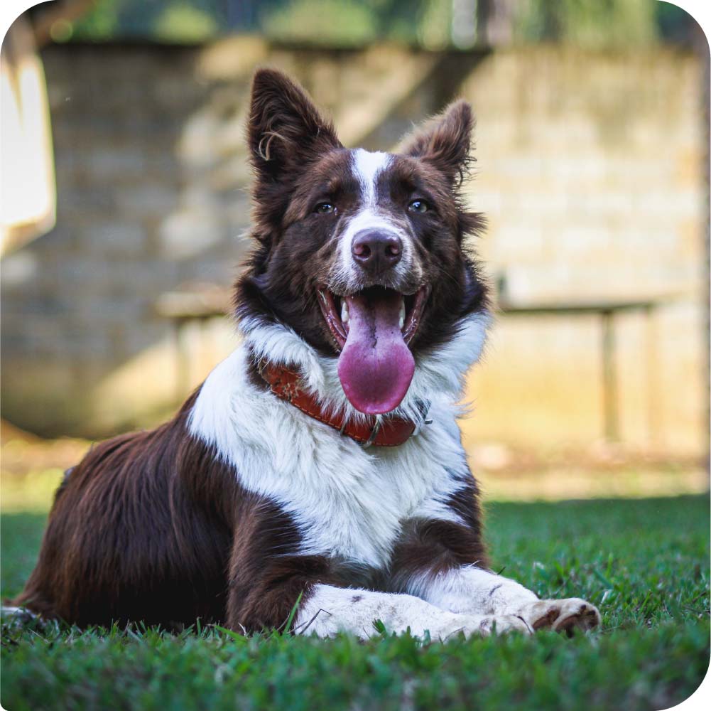 Happy brown and white Border Colie dog sitting on grass