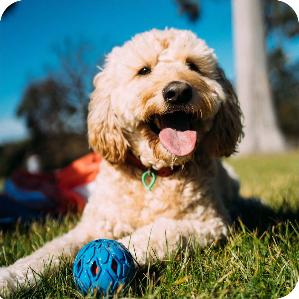 Happy light coloured Cavoodle dog sitting on grass with a blue ball