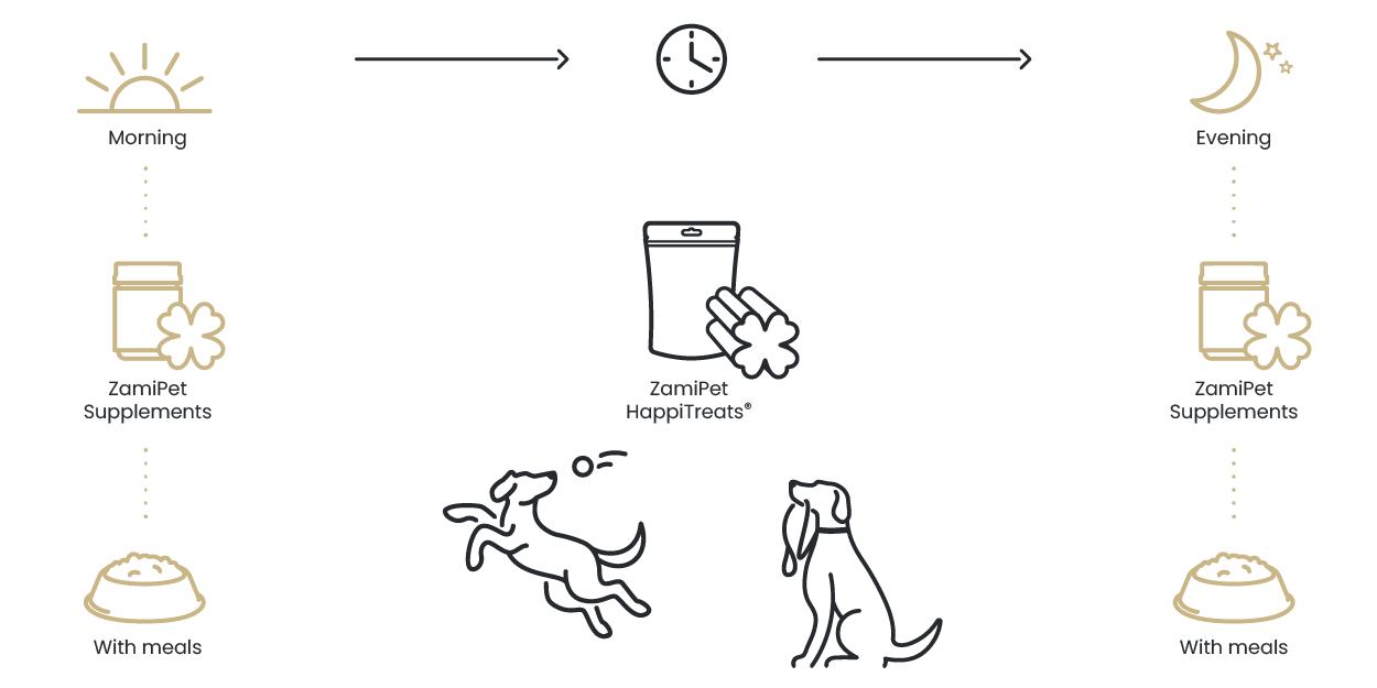 Diagram explaining how to use ZamiPet HappiTreats in conjunction with ZamiPet Supplements. Feed ZamiPet Supplements with morning and/or evening meals. ZamiPet HappiTreats can be use any time during the day, between main meals (according to feeding guide).