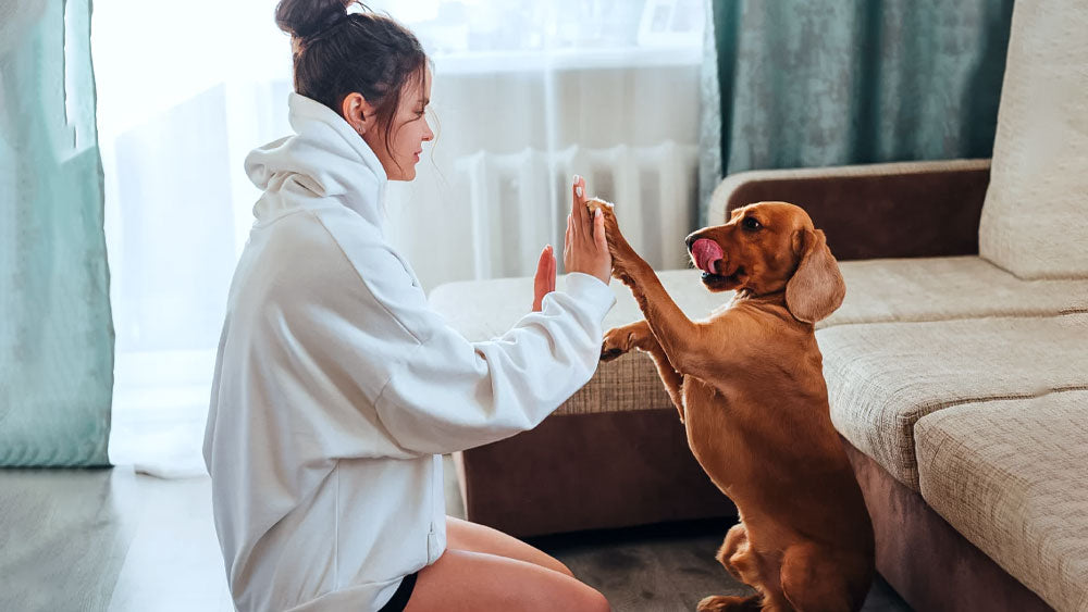 Top 7 Ways To Do Isolation with Your Dog