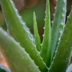Aloe Vera Plant Leaves