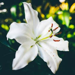 Lily flower and Plant