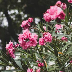 Oleander Plant