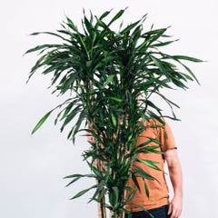 Dracaena or Dragon Tree Plant