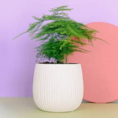 Asparagus Fern