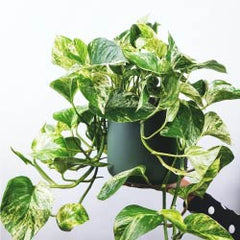Devil's Ivy Hanging Plant