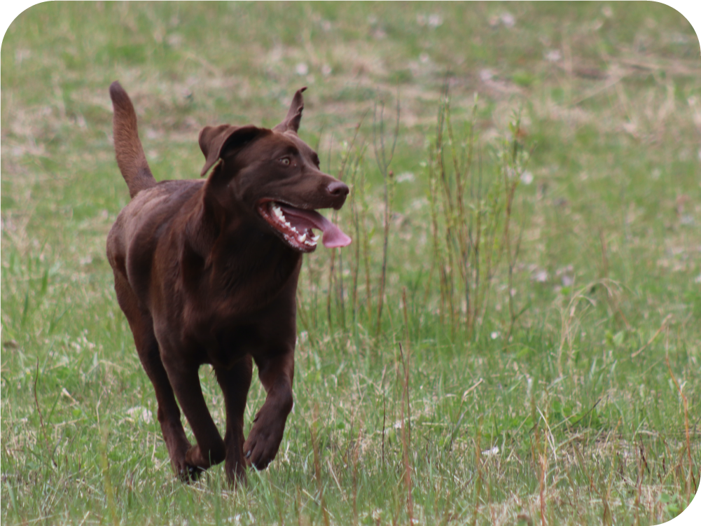Chocolate labrador dog running through a green field 
