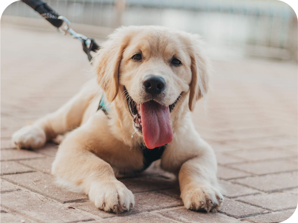 Close up of golden retriever puppy sitting down, on a leash