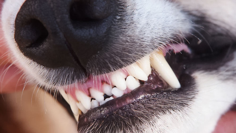 Dog Dental Care Problem