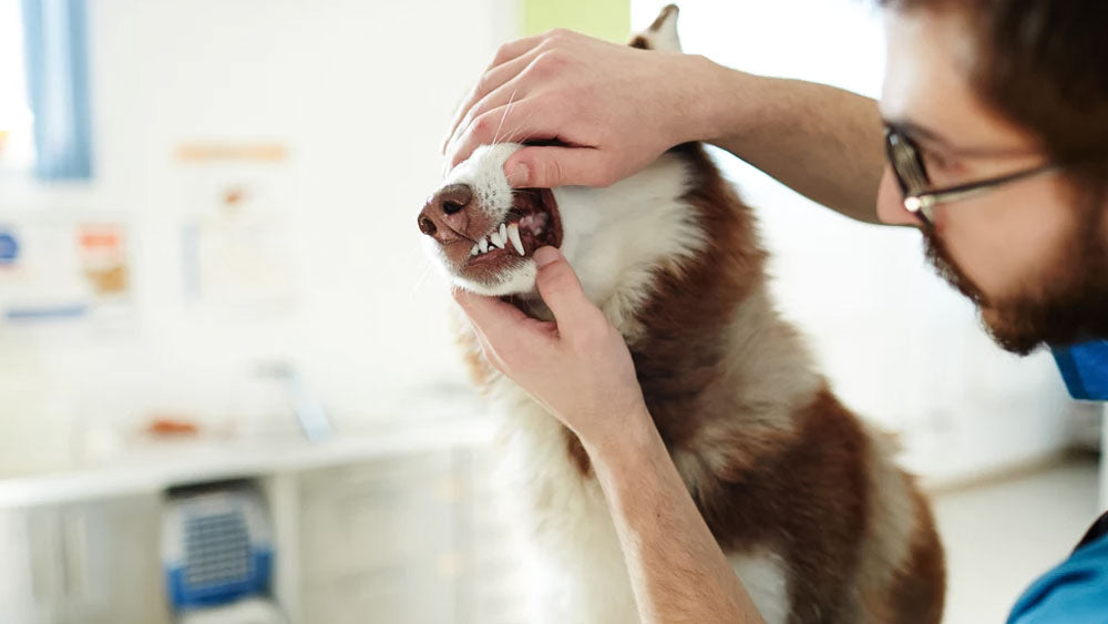 Zamipet for Dog Dental Care