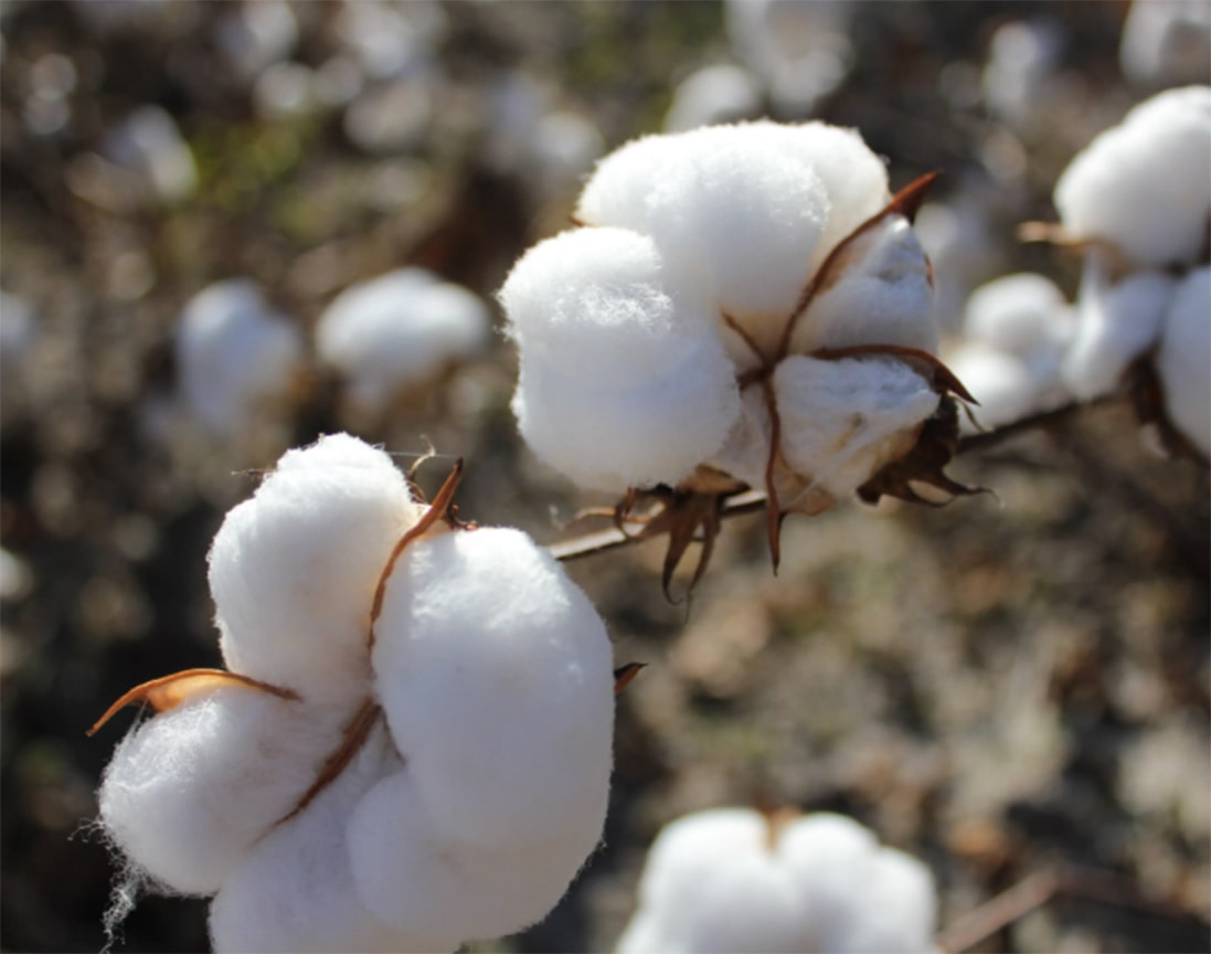Organically farmed cotton plant.